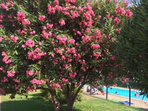 Апартаменты Lesjardinsfleuris Мандельё-ла-Напуль Экстерьер фото